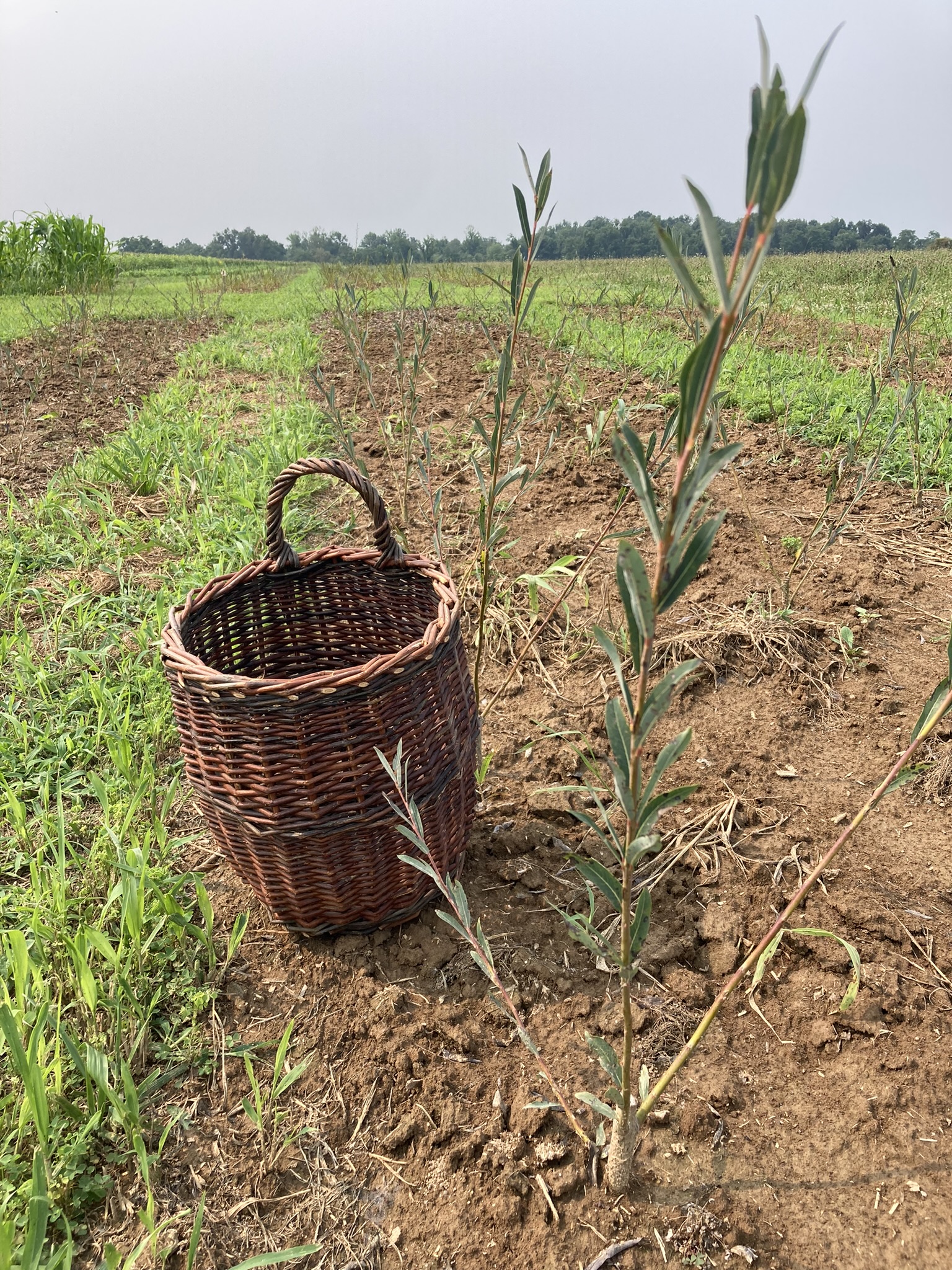 Bundle Sticks Farm